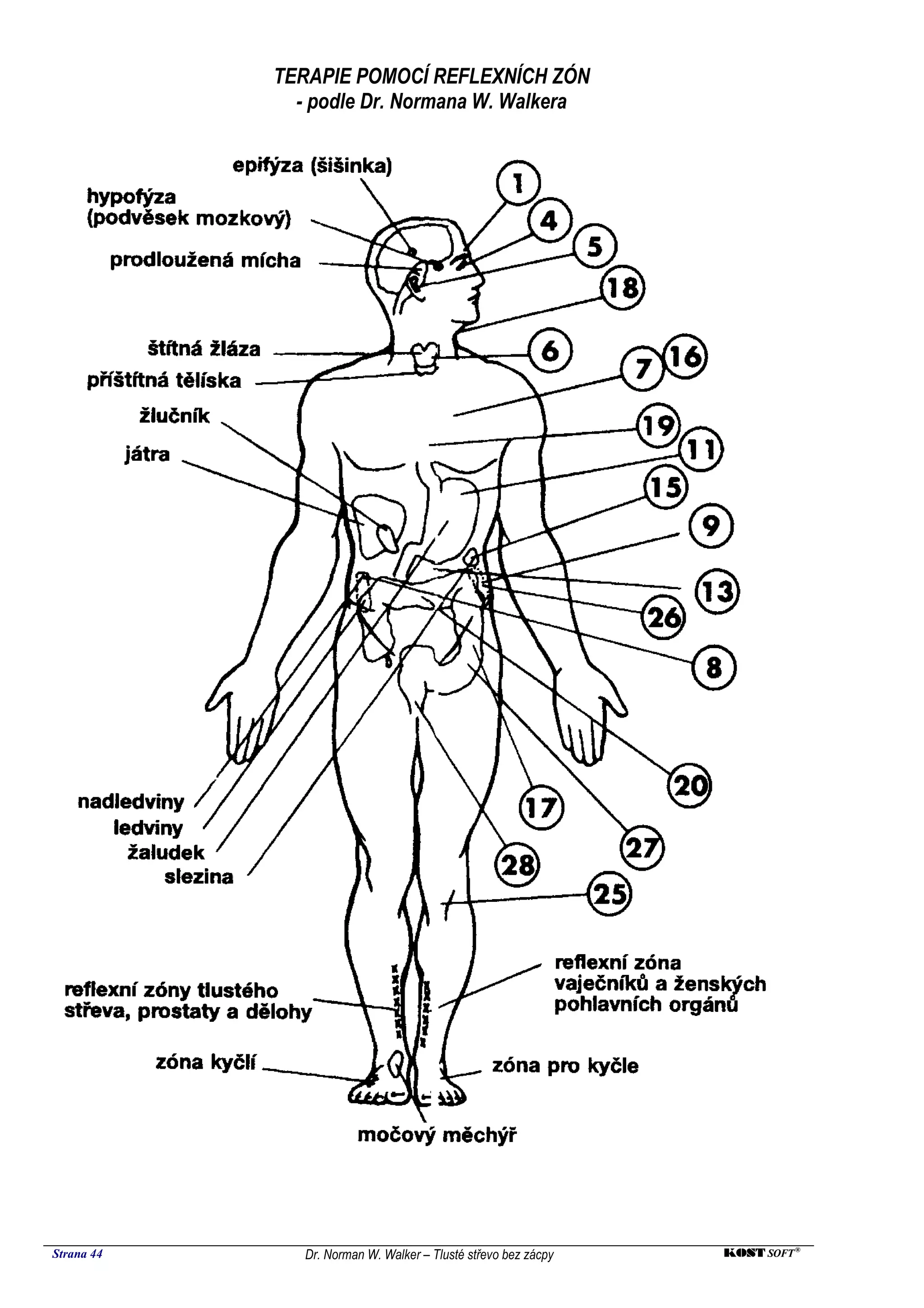 TERAPIE POMOCÍ REFLEXNÍCH ZÓN
              - podle Dr. Normana W. Walkera




Strana 44      Dr. Norman W. Walker – Tlusté střevo bez zácpy   KOST SOFT ®
 