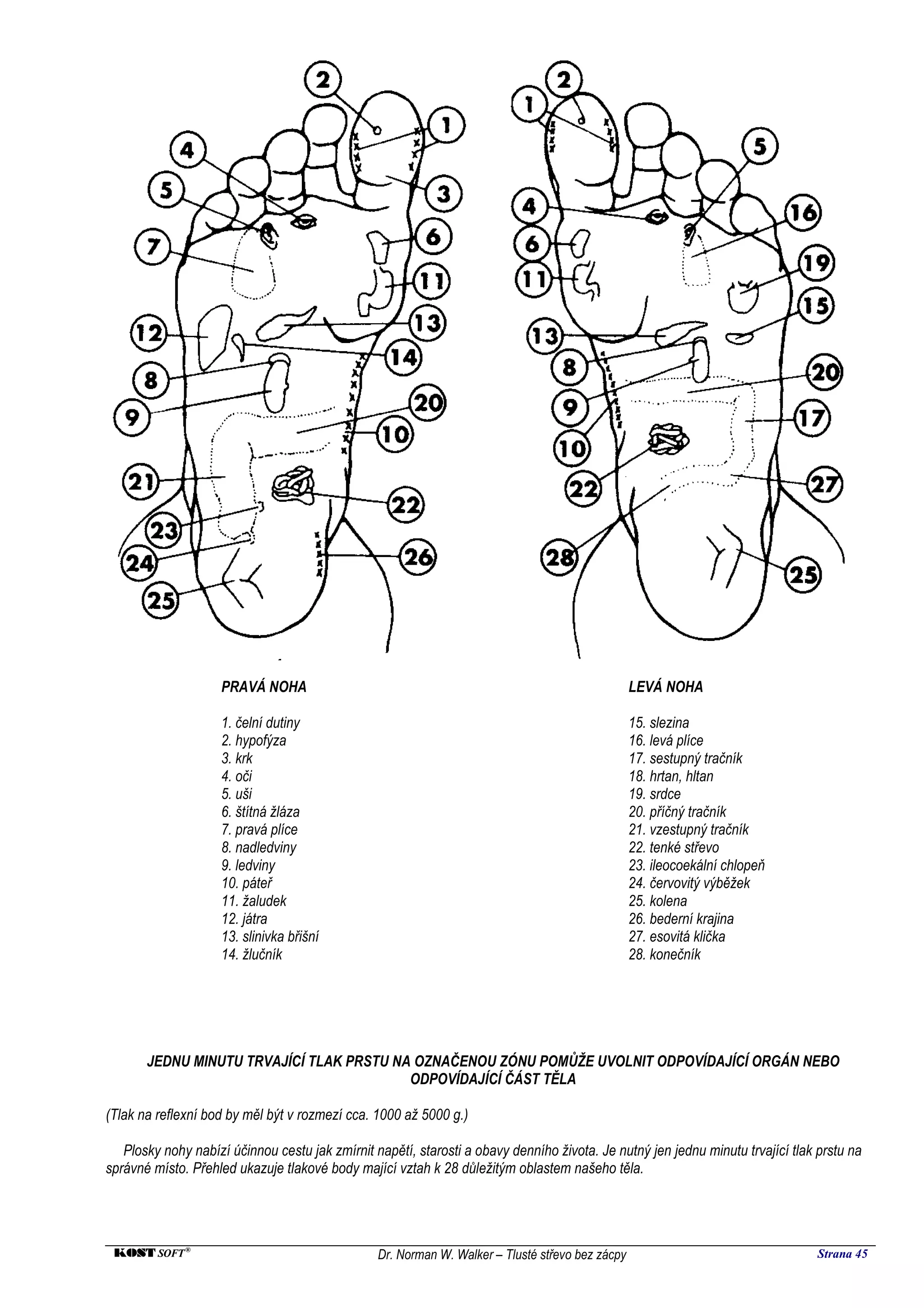 PRAVÁ NOHA                                                                    LEVÁ NOHA

                    1. čelní dutiny                                                               15. slezina
                    2. hypofýza                                                                   16. levá plíce
                    3. krk                                                                        17. sestupný tračník
                    4. oči                                                                        18. hrtan, hltan
                    5. uši                                                                        19. srdce
                    6. štítná žláza                                                               20. příčný tračník
                    7. pravá plíce                                                                21. vzestupný tračník
                    8. nadledviny                                                                 22. tenké střevo
                    9. ledviny                                                                    23. ileocoekální chlopeň
                    10. páteř                                                                     24. červovitý výběžek
                    11. žaludek                                                                   25. kolena
                    12. játra                                                                     26. bederní krajina
                    13. slinivka břišní                                                           27. esovitá klička
                    14. žlučník                                                                   28. konečník




       JEDNU MINUTU TRVAJÍCÍ TLAK PRSTU NA OZNAČENOU ZÓNU POMŮŽE UVOLNIT ODPOVÍDAJÍCÍ ORGÁN NEBO
                                          ODPOVÍDAJÍCÍ ČÁST TĚLA

(Tlak na reflexní bod by měl být v rozmezí cca. 1000 až 5000 g.)

   Plosky nohy nabízí účinnou cestu jak zmírnit napětí, starosti a obavy denního života. Je nutný jen jednu minutu trvající tlak prstu na
správné místo. Přehled ukazuje tlakové body mající vztah k 28 důležitým oblastem našeho těla.




 KOST SOFT ®                                     Dr. Norman W. Walker – Tlusté střevo bez zácpy                                  Strana 45
 