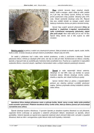 Zdraví na dlani aneb Vše pro zdraví                 www.zdravinadlani.zde.cz



                                                                 Řepy (včetně červené řepy) obsahují draslík,
                                                             železo, sodík a mangan. Jejich užitek je větší, jestliže
                                                             se jí jak listy, tak kořeny syrové. Kořeny se mohou
                                                             jemně postrouhat a listy posekat. Obsahují přes 87%
                                                             vody. Obsah sacharidů dosahuje sotva 9%. Řepové
                                                             listy jsou zvláště bohaté na mangan a jejich obsah
                                                             železa je hodnotnou živinou pro játra a červené krvinky.

                                                                Syrové řepy a jejich správně připravené šťávy se
                                                             používají s úspěchem k regulaci menstruačního
                                                             cyklu a předčasné menopausy (přechodu), stejně
                                                             jako proti zácpě. Není však radno pít víc než 1/4 litru
                                                             řepové šťávy denně, než si tělo zvykne na větší
                                                             množství.




   Řeřicha potoční je jednou z našich síru obsahujících potravin. Dále je bohatá na draslík, vápník, sodík, hořčík,
fosfor a chlór. Z tohoto důvodu je účinným čisticím prostředkem. Obsah vody činí 92%.

    Do salátů ji přidáváme buď v celku nebo drobně posekanou, a nebo ji používáme k dekoraci. Čerstvě
připravená šťáva z řeřichy je obyčejně příliš ostrá, než aby se dala pít čistá. Kombinovaná se šťávou z karotky,
špenátu a řepových listů se osvědčila jako hodnotný čisticí prostředek krve. Používá se s úspěchem k rozpouštění
sraženého fibrinu v krevních cévách, například v hemoroidech nebo v určitých nádorům podobných útvarech.



                                                                Špenát je naše nejcennější listová zelenina.
                                                             Obsahuje víc než 88% vody a je bohatý na vysoce
                                                             hodnotné železo. Mimoto obsahuje mnoho sodíku,
                                                             draslíku a vápníku, ale i obsah hořčíku je vysoký.

                                                                Syrová čerstvá šťáva je jednou z nejvýživnějších
                                                             potravin pro všechny zažívací a zvláště vylučovací
                                                             orgány. Zatímco projímadla účinkují drážděním dolního
                                                             úseku střeva,




   špenátová šťáva sleduje přirozenou cestu a vyživuje buňky, tkáně, nervy a svaly, takže může probíhat
zcela normální vylučování. Přidáním karotkové šťávy vzniká směs, která je dobrou pomocí při znovunabytí
normálního tonu střeva.

   Špenát obsahuje kyselinu šťavelovou. V syrovém špenátu je obsažena kyselina šťavelová ve své přirozené,
organické formě a stimuluje ve spolupráci s ostatními přirozenými látkami, obsaženými ve špenátu, střevní
peristaltiku. Vařením špenátu se naproti tomu organické vlastnosti všech účinných látek zničí, což platí i o kyselině
šťavelové, která se mění v anorganickou a jako taková může tvořit krystalky v ledvinách.




 KOST SOFT ®                              Dr. Norman W. Walker: Zdraví a salát                           Strana 65
 