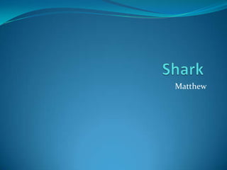 Shark	 Matthew 