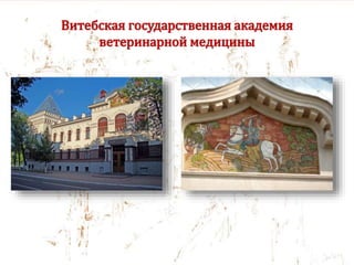 Витебская государственная академия
ветеринарной медицины
 