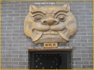 Dead cells of males 男性死牢

 