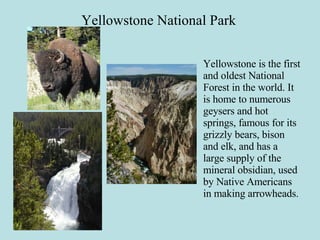 Yellowstone National Park Yellowstone is the first and oldest National Forest in the world. It is home to numerous geysers and hot springs, famous for its grizzly bears, bison and elk, and has a large supply of the mineral obsidian, used by Native Americans in making arrowheads. 