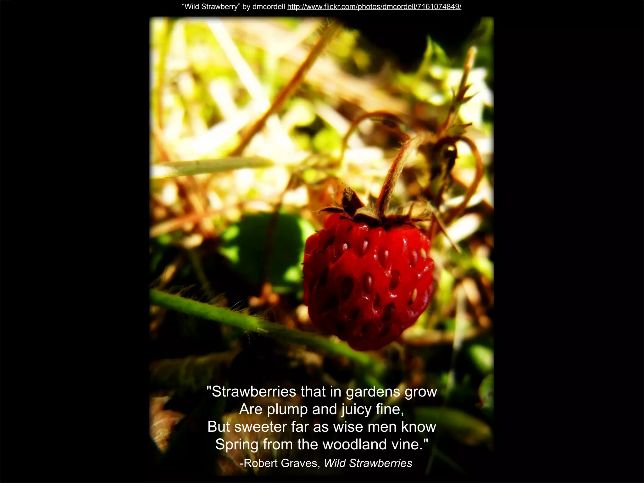 “Wild Strawberry” by dmcordell http://www.flickr.com/photos/dmcordell/7161074849/




       "Strawberries that in gardens grow
            Are plump and juicy fine,
       But sweeter far as wise men know
        Spring from the woodland vine."
                -Robert Graves, Wild Strawberries
 