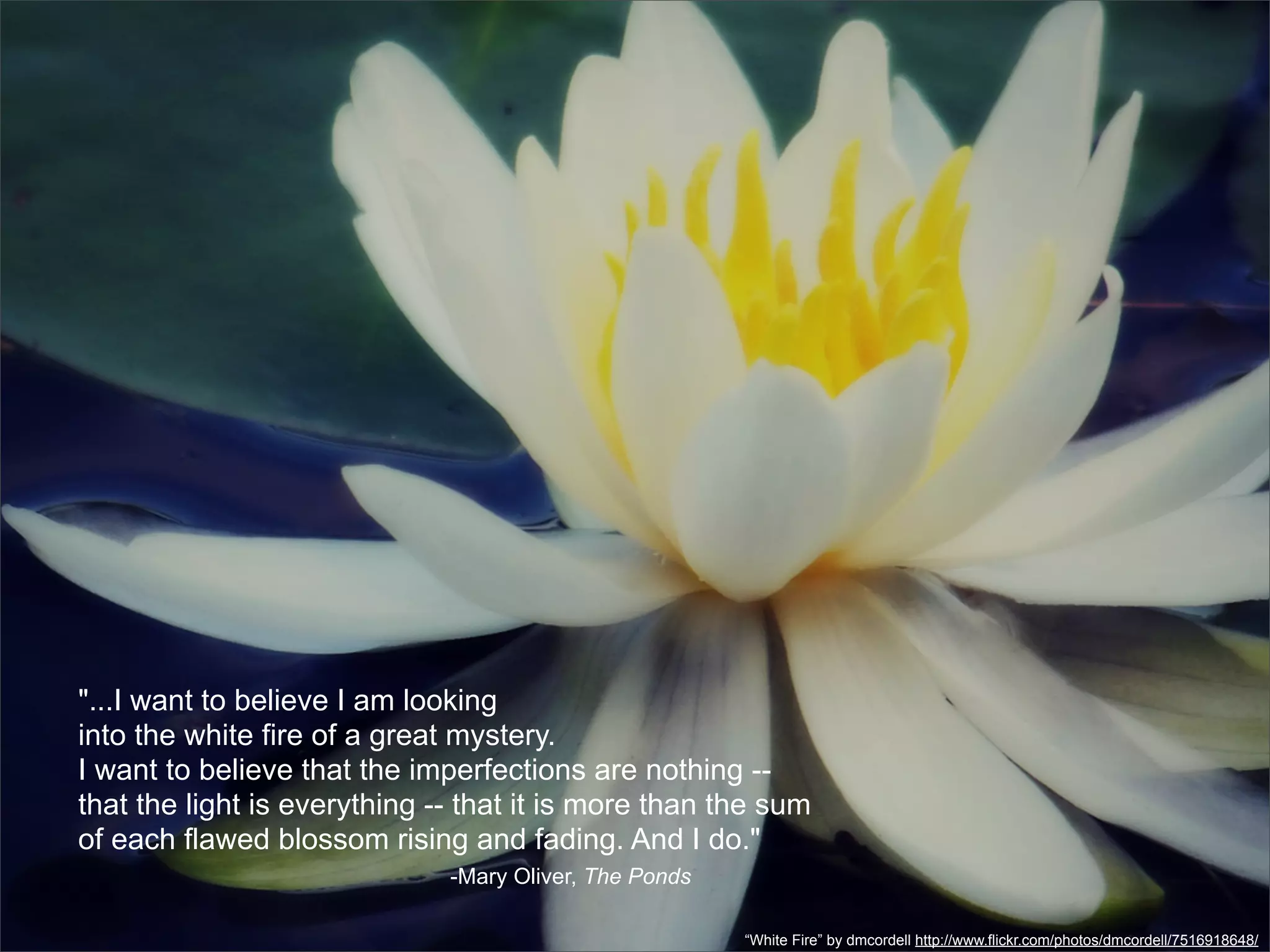 "You are made of almost nothing
      But of enough
      To be great eyes
"...I want to believe I am looking
into Andwhite fire of a great mystery.
      the diaphanous double vans;
I want to believe that movement,
      To be ceaseless the imperfections are nothing --
that Unending hunger...” -- that it is more than the sum
       the light is everything
of each flawed blossom rising and fading. And I do."
                            -Mary Oliver, The Ponds

                                                      “White Fire” by dmcordell http://www.flickr.com/photos/dmcordell/7516918648/
 