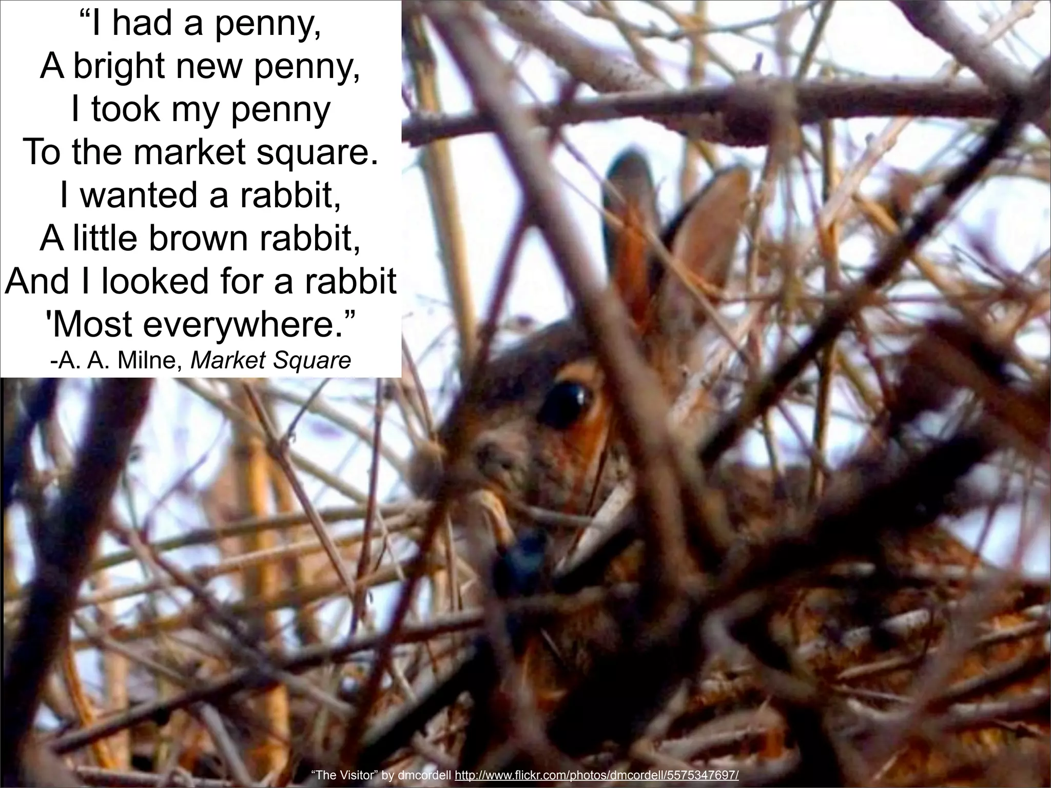 “I had a penny,
  A bright new penny,
    I took my penny
 To the market square.
   I wanted a rabbit,
  A little brown rabbit,
And I looked for a rabbit
  'Most everywhere.”
  -A. A. Milne, Market Square




                         “The Visitor” by dmcordell http://www.flickr.com/photos/dmcordell/5575347697/
 