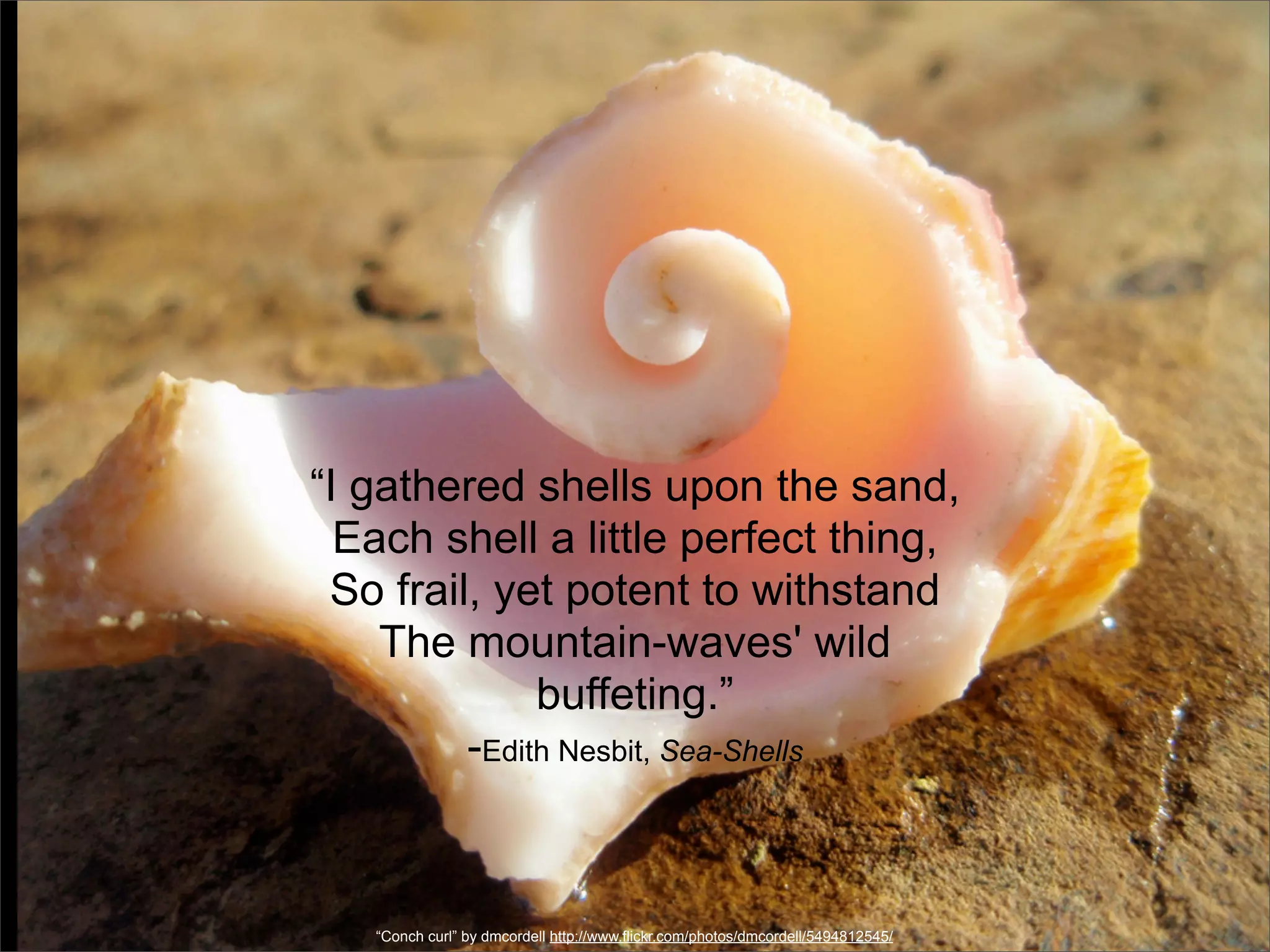 “I gathered shells upon the sand,
  Each shell a little perfect thing,
 So frail, yet potent to withstand
    The mountain-waves' wild
              buffeting.”
         -Edith Nesbit, Sea-Shells



   “Conch curl” by dmcordell http://www.flickr.com/photos/dmcordell/5494812545/
 
