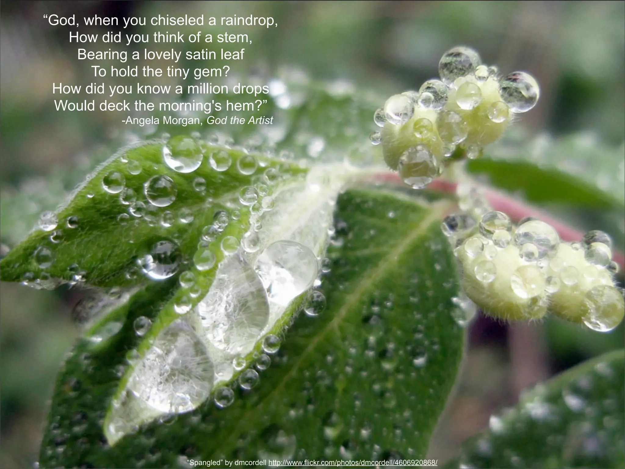 “God, when you chiseled a raindrop,
   How did you think of a stem,
    Bearing a lovely satin leaf
       To hold the tiny gem?
 How did you know a million drops
  Would deck the morning's hem?”
           -Angela Morgan, God the Artist




                       “Spangled” by dmcordell http://www.flickr.com/photos/dmcordell/4606920868/
 