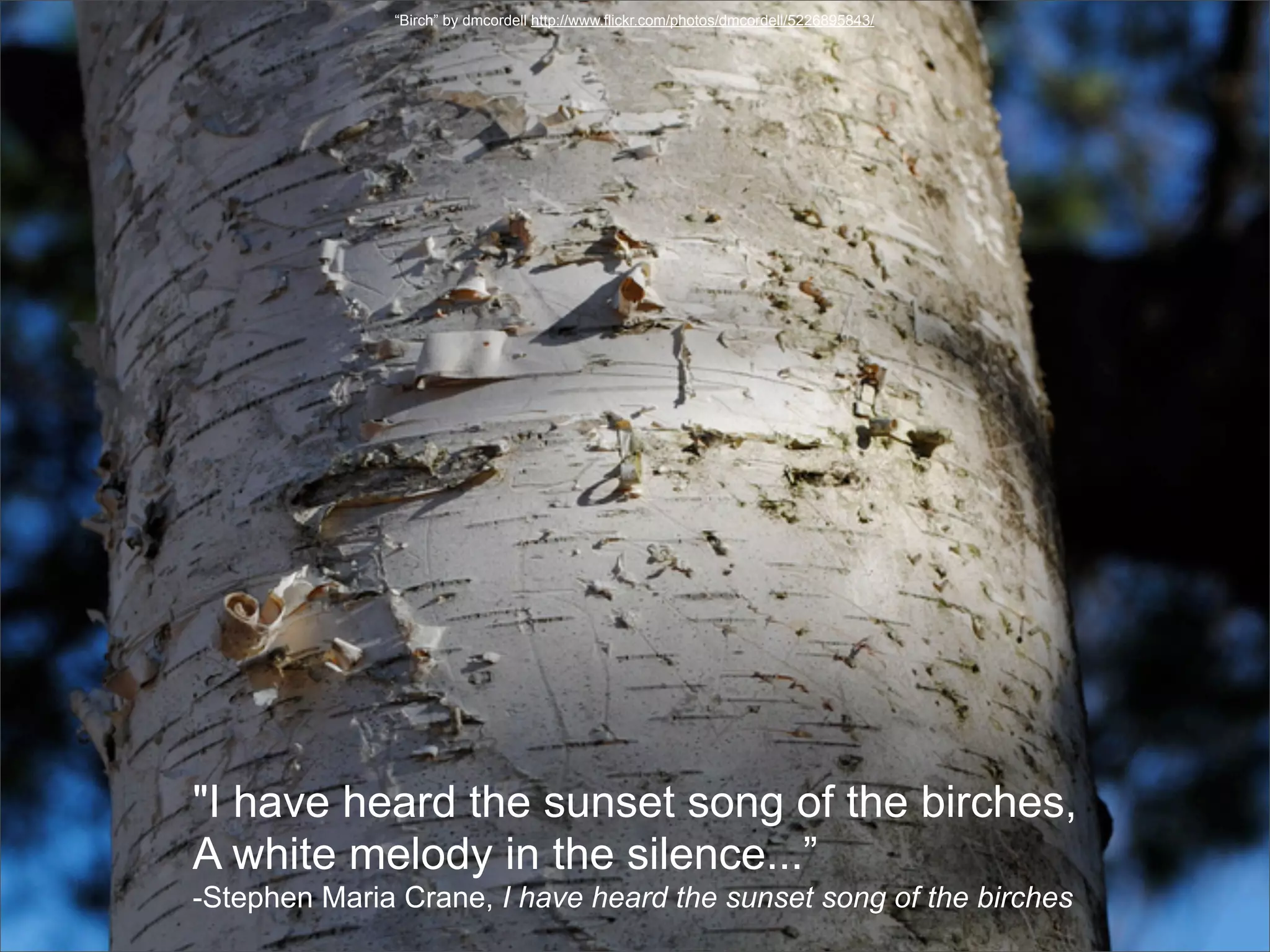 “Birch” by dmcordell http://www.flickr.com/photos/dmcordell/5226895843/




"I have heard the sunset song of the birches,
A white melody in the silence...”
-Stephen Maria Crane, I have heard the sunset song of the birches
 