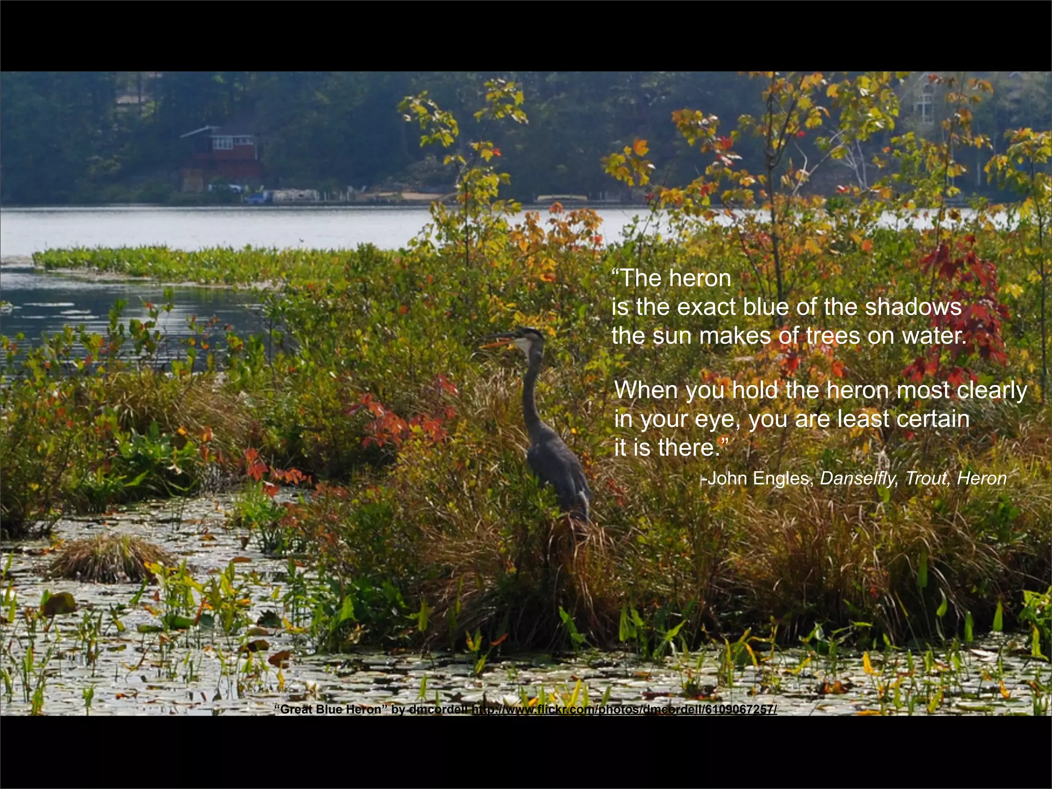 “The heron
                                                      is the exact blue of the shadows
                                                      the sun makes of trees on water.

                                                       When you hold the heron most clearly
                                                       in your eye, you are least certain
                                                       it is there.”
                                                                     -John Engles, Danselfly, Trout, Heron




“Great Blue Heron” by dmcordell http://www.flickr.com/photos/dmcordell/6109067257/
 