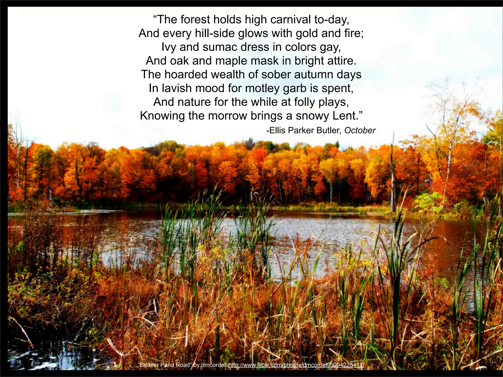“The forest holds high carnival to-day,
And every hill-side glows with gold and fire;
    Ivy and sumac dress in colors gay,
 And oak and maple mask in bright attire.
The hoarded wealth of sober autumn days
 In lavish mood for motley garb is spent,
  And nature for the while at folly plays,
Knowing the morrow brings a snowy Lent.”
                                              -Ellis Parker Butler, October




“Beaver Pond Road” by dmcordell http://www.flickr.com/photos/dmcordell/5094225417/
 