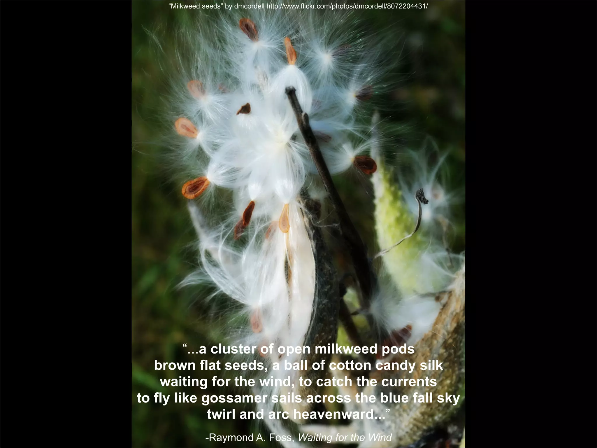 “Milkweed seeds” by dmcordell http://www.flickr.com/photos/dmcordell/8072204431/




         “...a cluster of open milkweed pods
   brown flat seeds, a ball of cotton candy silk
    waiting for the wind, to catch the currents
to fly like gossamer sails across the blue fall sky
              twirl and arc heavenward...”
                -Raymond A. Foss, Waiting for the Wind
 