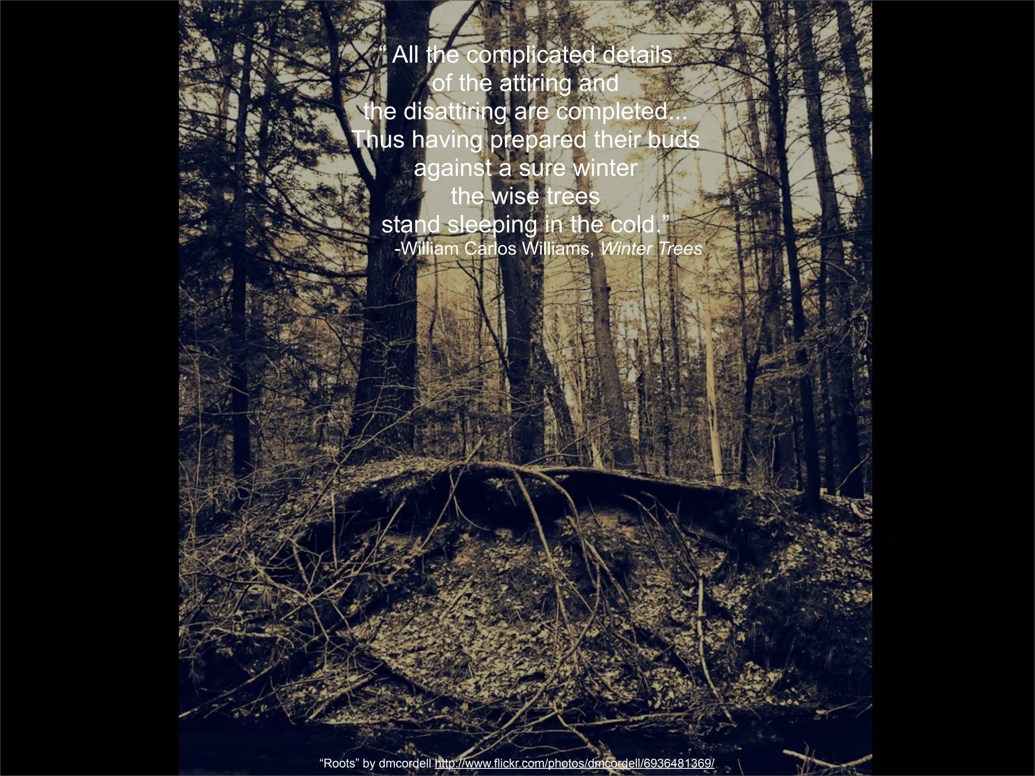 “ All the complicated details
               of the attiring and
      the disattiring are completed...
     Thus having prepared their buds
            against a sure winter
                 the wise trees
        stand sleeping in the cold.”
             -William Carlos Williams, Winter Trees




“Roots” by dmcordell http://www.flickr.com/photos/dmcordell/6936481369/
 