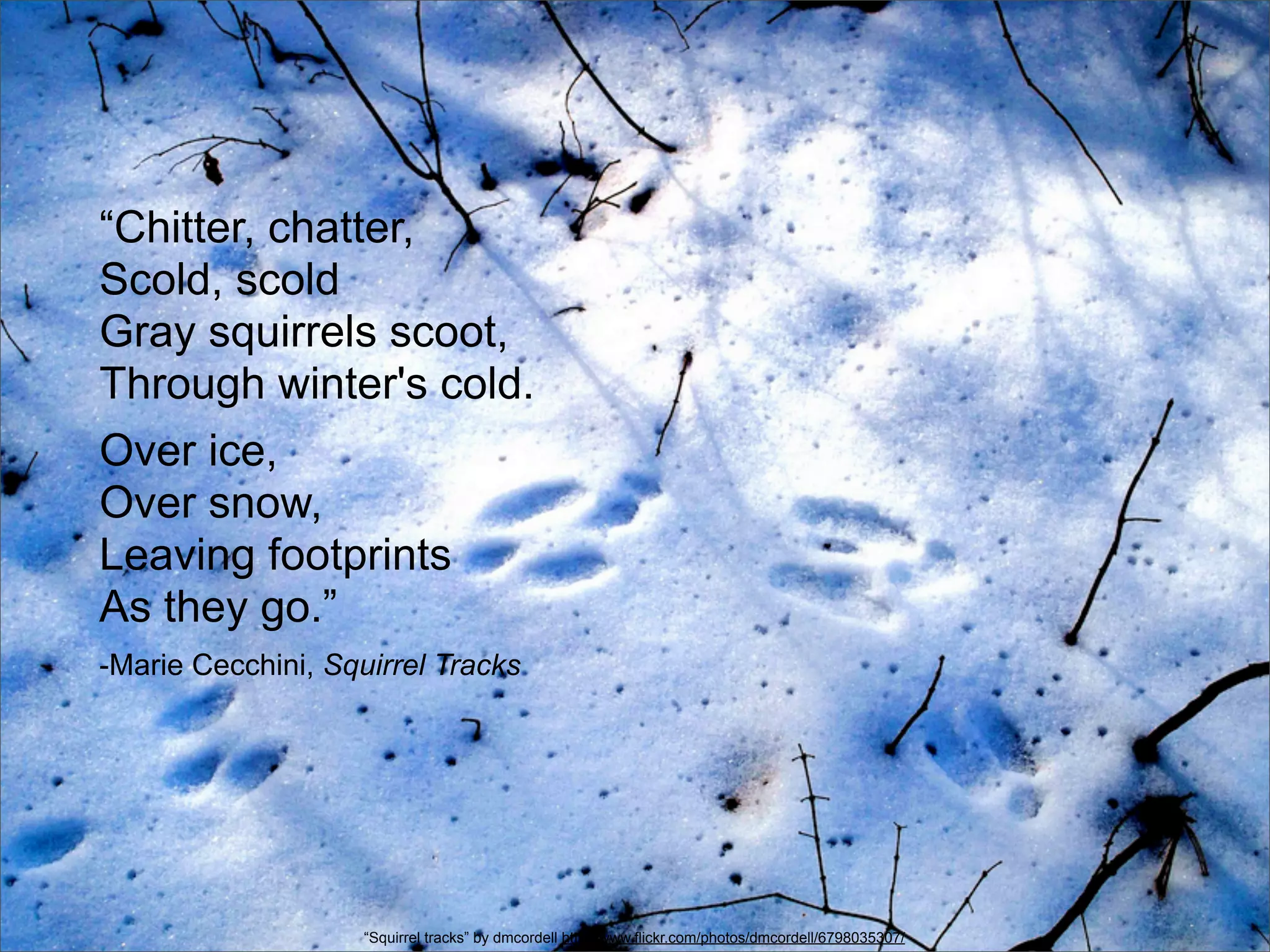 “Chitter, chatter,
Scold, scold
Gray squirrels scoot,
Through winter's cold.
Over ice,
Over snow,
Leaving footprints
As they go.”
-Marie Cecchini, Squirrel Tracks




                    “Squirrel tracks” by dmcordell http://www.flickr.com/photos/dmcordell/6798035307/
 