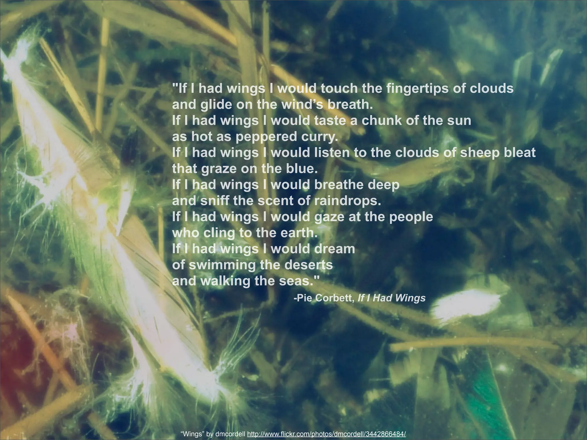 "If I had wings I would touch the fingertips of clouds
and glide on the wind’s breath.
If I had wings I would taste a chunk of the sun
as hot as peppered curry.
If I had wings I would listen to the clouds of sheep bleat
that graze on the blue.
If I had wings I would breathe deep
and sniff the scent of raindrops.
If I had wings I would gaze at the people
who cling to the earth.
If I had wings I would dream
of swimming the deserts
and walking the seas."
                                    -Pie Corbett, If I Had Wings




 “Wings” by dmcordell http://www.flickr.com/photos/dmcordell/3442866484/
 