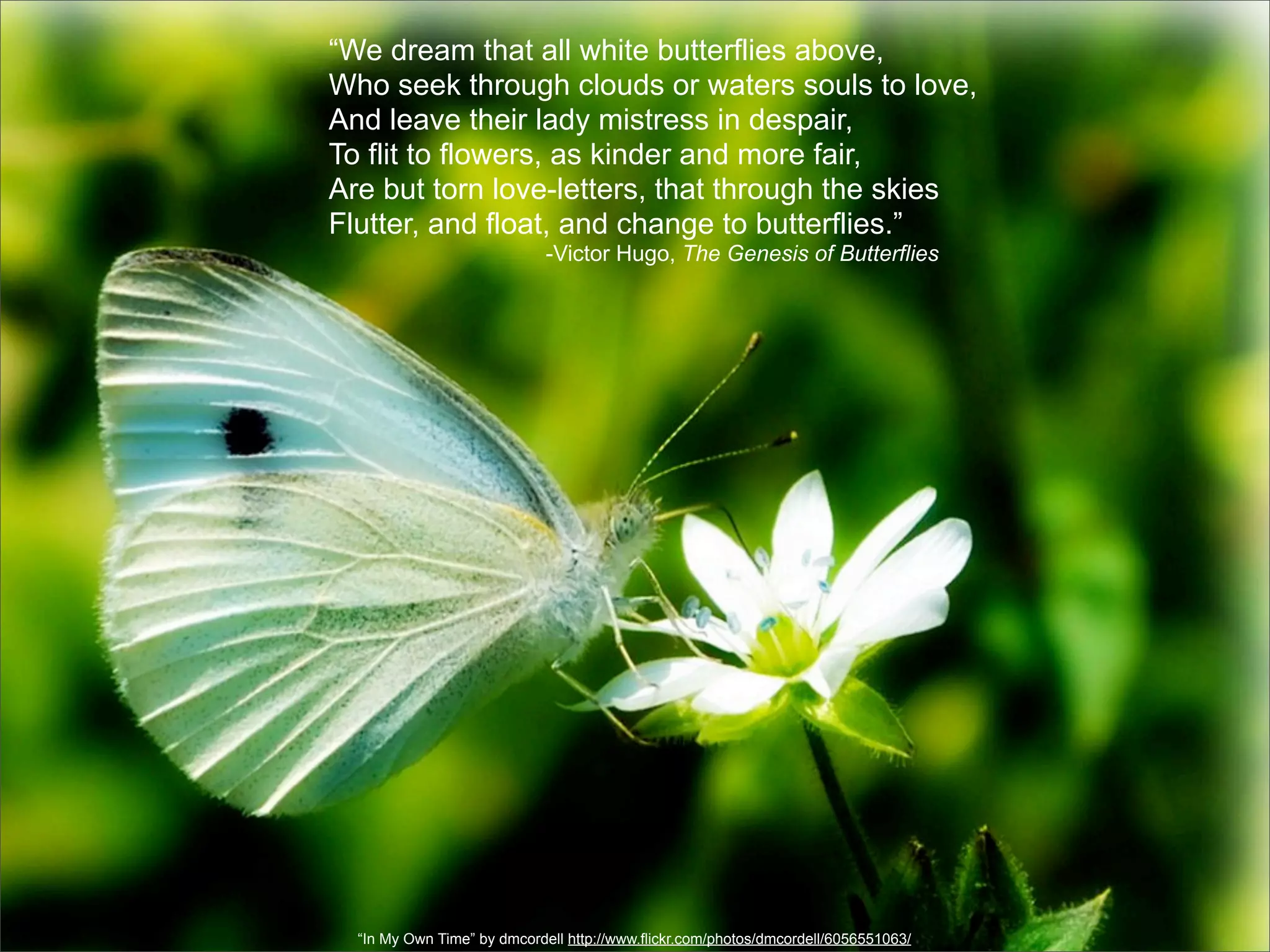 “We dream that all white butterflies above,
Who seek through clouds or waters souls to love,
And leave their lady mistress in despair,
To flit to flowers, as kinder and more fair,
Are but torn love-letters, that through the skies
Flutter, and float, and change to butterflies.”
                             -Victor Hugo, The Genesis of Butterflies




  “In My Own Time” by dmcordell http://www.flickr.com/photos/dmcordell/6056551063/
 
