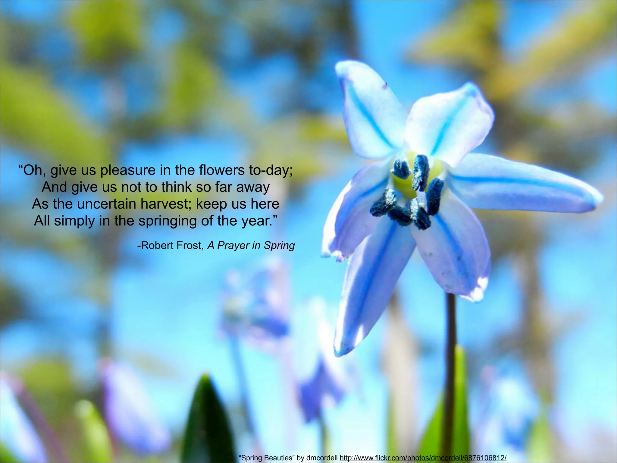“Oh, give us pleasure in the flowers to-day;
   And give us not to think so far away
  As the uncertain harvest; keep us here
  All simply in the springing of the year.”
                   -Robert Frost, A Prayer in Spring




                                        “Spring Beauties” by dmcordell http://www.flickr.com/photos/dmcordell/6876106812/
 