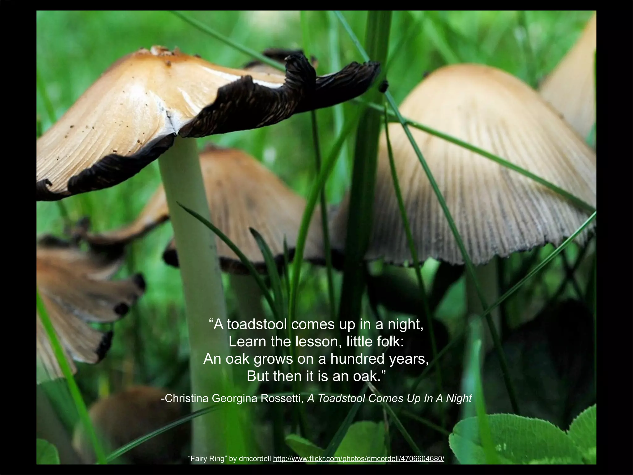 “A toadstool comes up in a night,
             Learn the lesson, little folk:
         An oak grows on a hundred years,
                But then it is an oak.”
-Christina Georgina Rossetti, A Toadstool Comes Up In A Night




     “Fairy Ring” by dmcordell http://www.flickr.com/photos/dmcordell/4706604680/
 