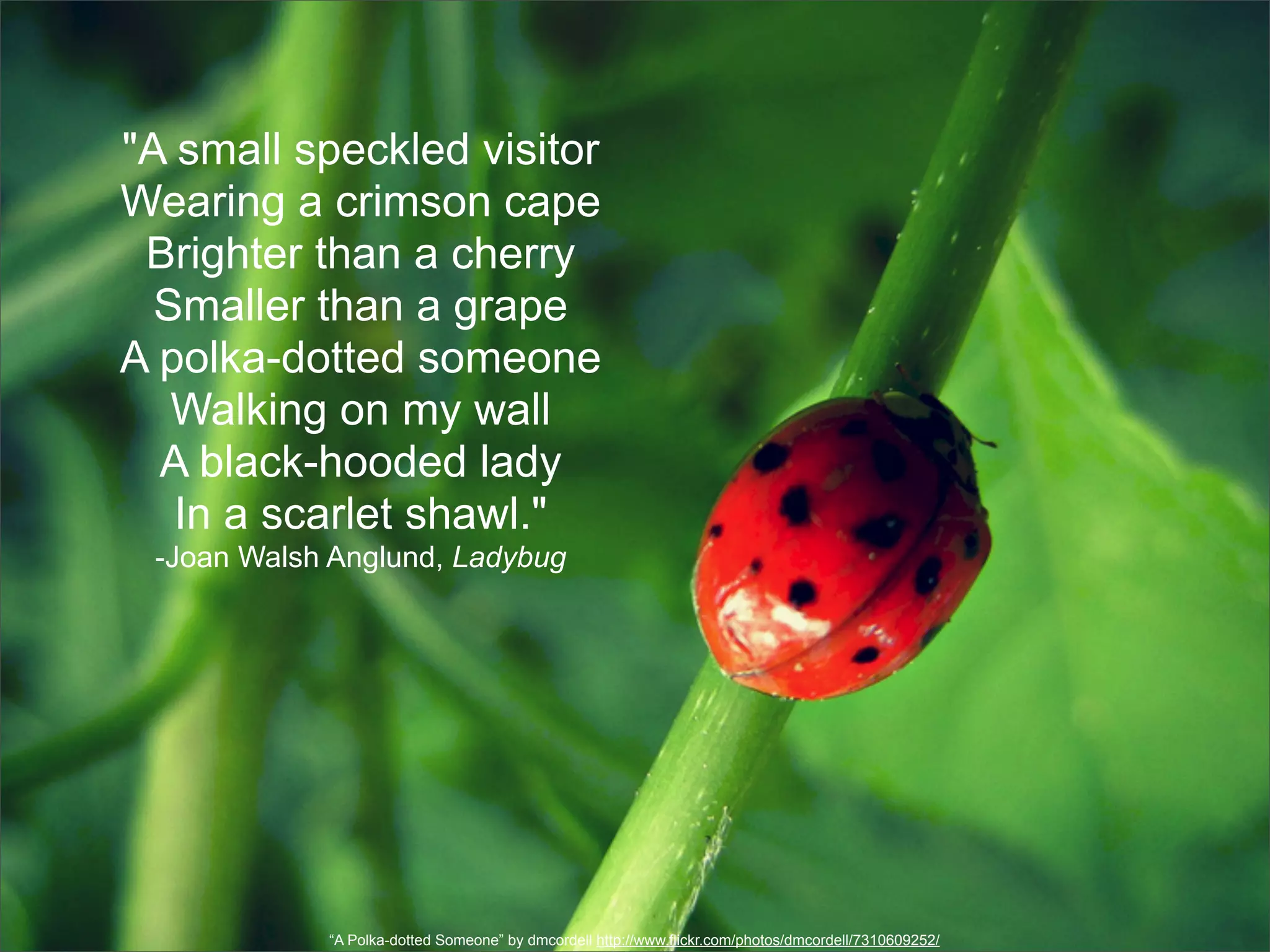 "A small speckled visitor
Wearing a crimson cape
 Brighter than a cherry
  Smaller than a grape
A polka-dotted someone
   Walking on my wall
  A black-hooded lady
   In a scarlet shawl."
 -Joan Walsh Anglund, Ladybug




            “A Polka-dotted Someone” by dmcordell http://www.flickr.com/photos/dmcordell/7310609252/
 