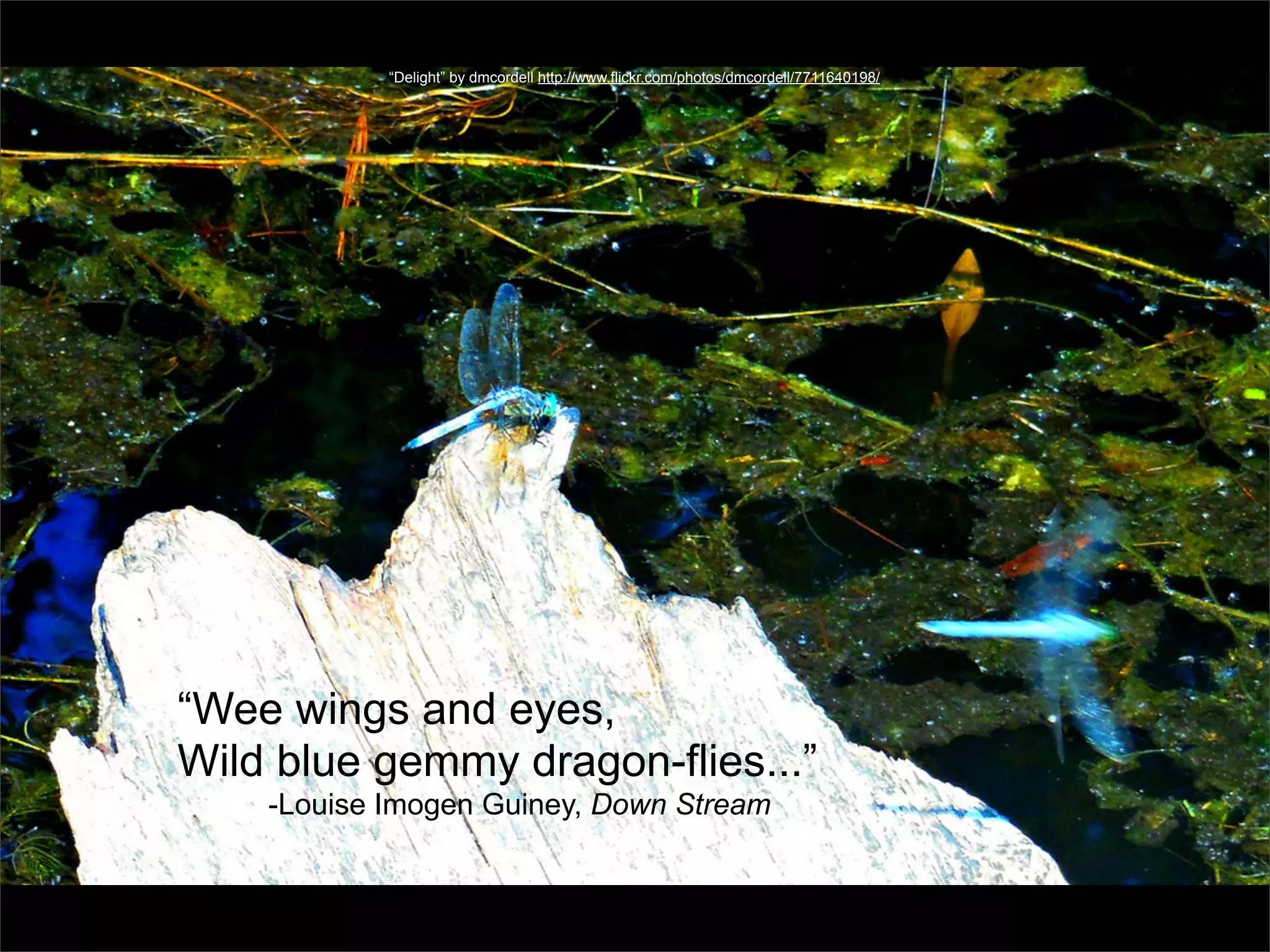 “Delight” by dmcordell http://www.flickr.com/photos/dmcordell/7711640198/




“Wee wings and eyes,
Wild blue gemmy dragon-flies...”
    -Louise Imogen Guiney, Down Stream
 