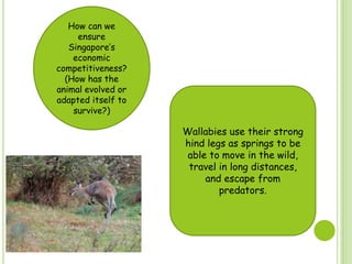 How can we
ensure
Singapore‟s
economic
competitiveness?
(How has the
animal evolved or
adapted itself to
survive?)
Wallabies use their strong
hind legs as springs to be
able to move in the wild,
travel in long distances,
and escape from
predators.
 