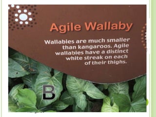 Which is Bigger?
Kangaroo Agile Wallaby
Kangaroo
Agile Wallaby
 