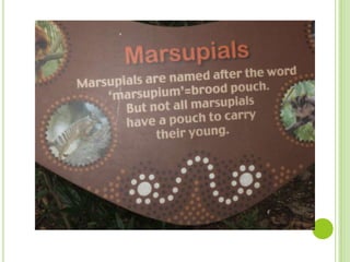 Kangaroos and Wallabies are part of the
Marsupial Family! Does all Marsupials have
pouches?
 