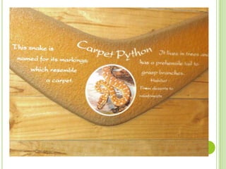 Why did The
Carpet Python get
its name?
A. Venom B. Markings
on skin
C.
Legendary
stories
 