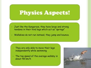 Physics Aspects!
- They are only able to move their legs
independently while swimming
- The top speed of the average wallaby is
about 48 km/h
- Just like the Kangaroos, they have large and strong
tendons in their hind legs which act as “springs”
- Wallabies do not run instead, they jump and bounce.
 