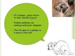 - If in danger, joeys return
to their mother‟s pouch
- Female wallabies can
undergo embryonic diapause
- The life span of a wallaby is
9 years in the wild
 