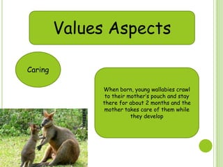 Values Aspects
Caring
When born, young wallabies crawl
to their mother‟s pouch and stay
there for about 2 months and the
mother takes care of them while
they develop
 