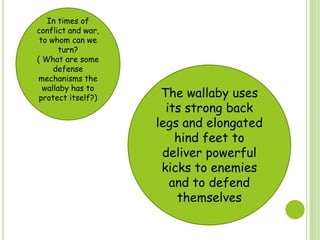 In times of
conflict and war,
to whom can we
turn?
( What are some
defense
mechanisms the
wallaby has to
protect itself?) The wallaby uses
its strong back
legs and elongated
hind feet to
deliver powerful
kicks to enemies
and to defend
themselves
 