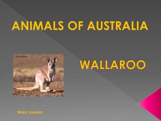 ANIMALS OF AUSTRALIA




Marc Louzan
 