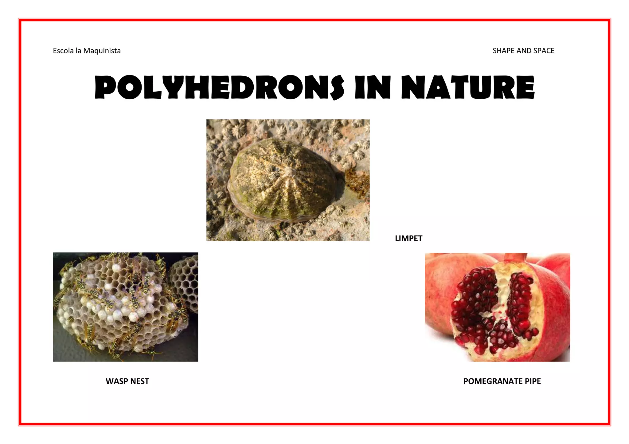 Escola la Maquinista SHAPE AND SPACE
POLYHEDRONS IN NATURE
LIMPET
WASP NEST POMEGRANATE PIPE
 