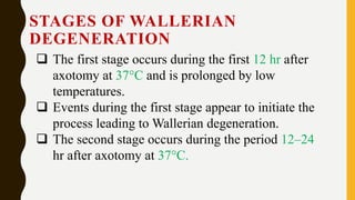 Wallerian degenratin