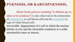 Wallerian degenratin