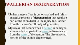 WALLERIAN DEGENERATION
when a nerve fiber is cut or crushed and thIt is
an active process of degeneration that results e
part of the axon distal to the injury (i.e. farther
from the neuron's cell body) degenerates.
process that occurs when a neuron is damaged
so severely that part of the axon is disconnected
from the soma of the neuron. The disconnected
portion of the axon is degenerated .
 