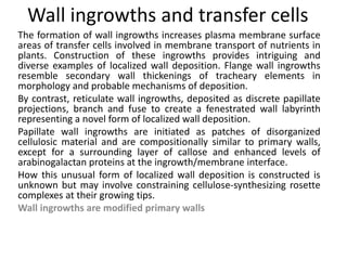 Wall ingrowths and transfer cells
The formation of wall ingrowths increases plasma membrane surface
areas of transfer cells involved in membrane transport of nutrients in
plants. Construction of these ingrowths provides intriguing and
diverse examples of localized wall deposition. Flange wall ingrowths
resemble secondary wall thickenings of tracheary elements in
morphology and probable mechanisms of deposition.
By contrast, reticulate wall ingrowths, deposited as discrete papillate
projections, branch and fuse to create a fenestrated wall labyrinth
representing a novel form of localized wall deposition.
Papillate wall ingrowths are initiated as patches of disorganized
cellulosic material and are compositionally similar to primary walls,
except for a surrounding layer of callose and enhanced levels of
arabinogalactan proteins at the ingrowth/membrane interface.
How this unusual form of localized wall deposition is constructed is
unknown but may involve constraining cellulose-synthesizing rosette
complexes at their growing tips.
Wall ingrowths are modified primary walls
 