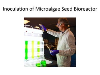 Inoculation of Microalgae Seed Bioreactor
 
