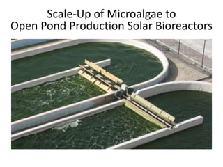 Scale-Up of Microalgae to
Open Pond Production Solar Bioreactors
 