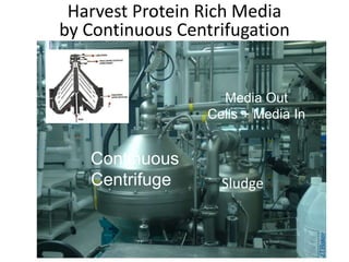 Sludge
Continuous
Centrifuge
Media Out
Cells + Media In
Harvest Protein Rich Media
by Continuous Centrifugation
 