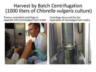 Harvest by Batch Centrifugation
(1000 liters of Chlorella vulgaris culture)
Process controlled centrifuge to
separate cells (microalgae) from media
Centrifuge drum and fins for
separation of microalgae from media
 