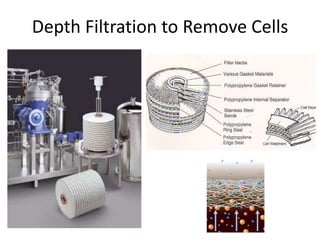 Depth Filtration to Remove Cells
 
