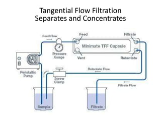 Tangential Flow Filtration
Separates and Concentrates
 