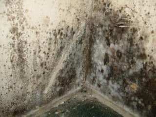 Mold resistant walls