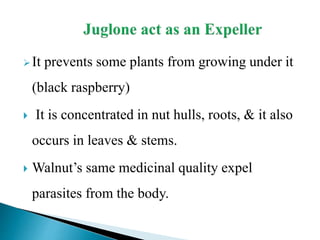 Parasite Rasberry Wallnut Plant as a source of Natural dye | PPTX