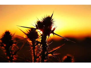 Wallpapers beautiful sunset