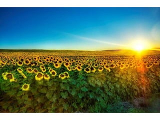 Wallpapers sunset views