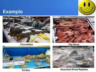 Example




      Crocodiles         Pig faces




       Turtles     Assorted Dried Reptiles
 
