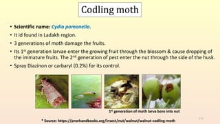 Codling moth
• Scientific name: Cydia pomonella.
• It id found in Ladakh region.
• 3 generations of moth damage the fruits.
• Its 1st generation larvae enter the growing fruit through the blossom & cause dropping of
the immature fruits. The 2nd generation of pest enter the nut through the side of the husk.
• Spray Diazinon or carbaryl (0.2%) for its control.
111
* Source: https://pnwhandbooks.org/insect/nut/walnut/walnut-codling-moth
1st generation of moth larva bore into nut
 